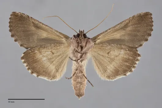 Autographa ampla