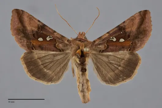 Autographa bimaculata