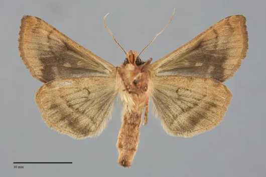 Autographa bimaculata