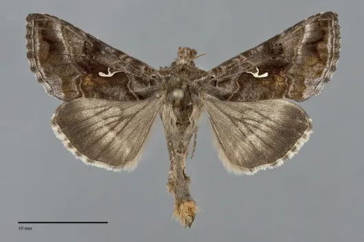 Autographa buraetica