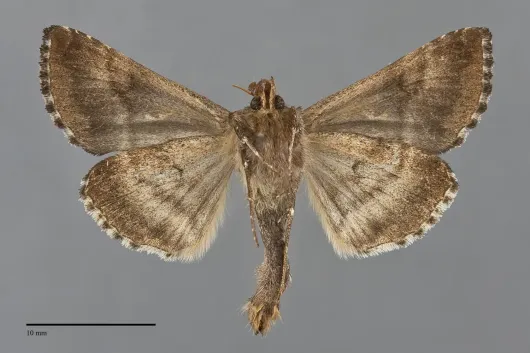 Autographa buraetica