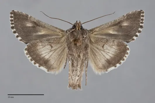 Autographa californica