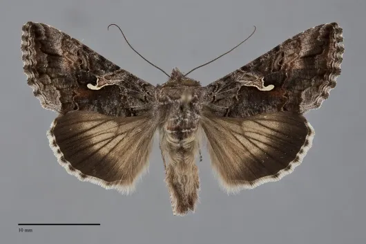 Autographa californica