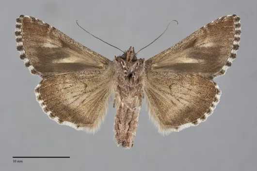 Autographa californica