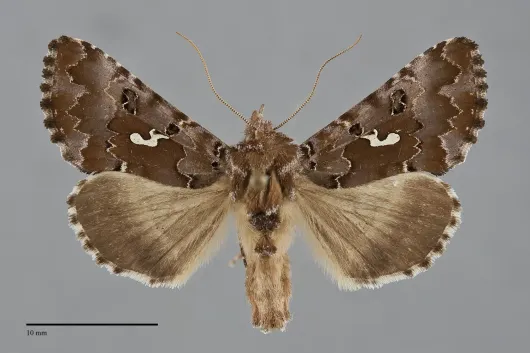 Autographa corusca