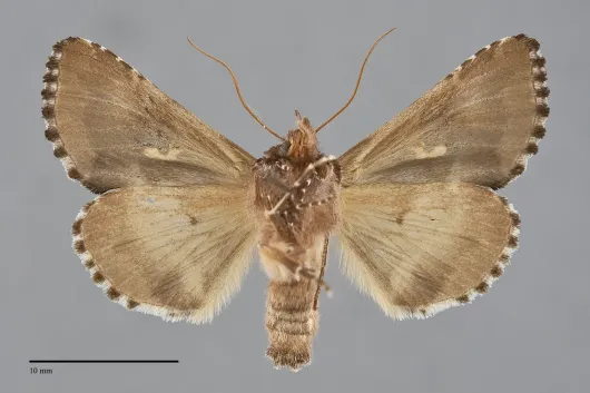 Autographa corusca