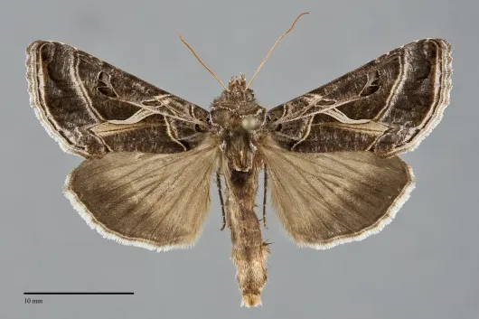 Autographa flagellum