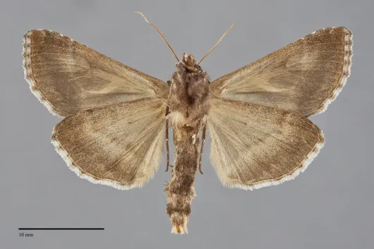 Autographa flagellum