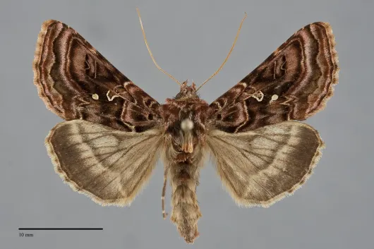 Autographa mappa