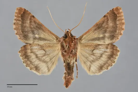 Autographa mappa