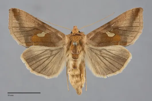 Autographa metallica
