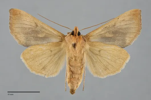 Autographa metallica