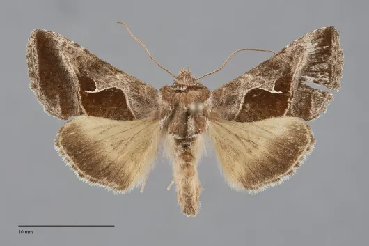 Autographa pasiphaeia