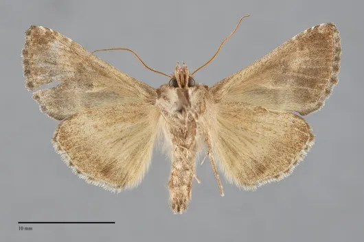 Autographa pasiphaeia