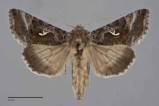 Autographa pseudogamma
