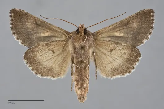 Autographa pseudogamma