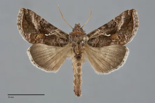 Autographa rubidus