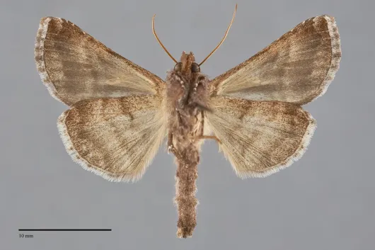 Autographa rubidus