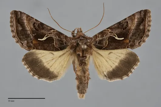 Autographa sansoni