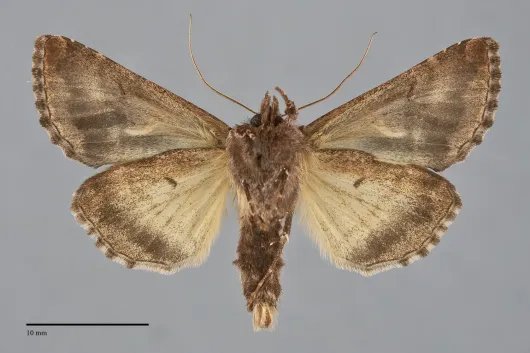 Autographa sansoni