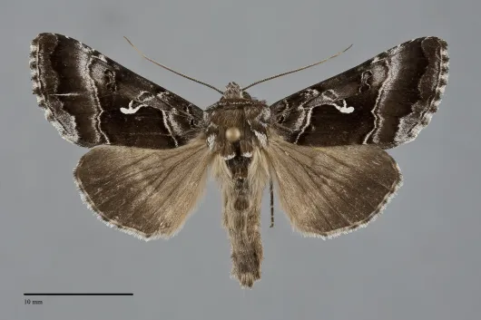 Autographa speciosa