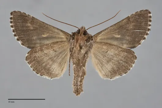 Autographa speciosa