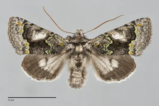Behrensia conchiformis