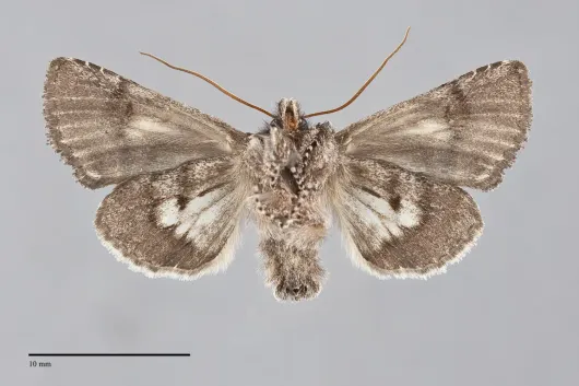 Behrensia conchiformis