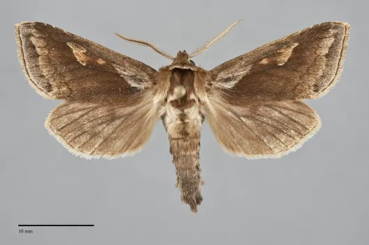 Bellura obliqua