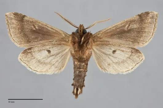 Bellura obliqua