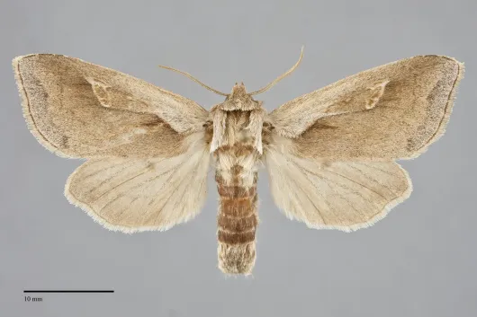 Bellura obliqua