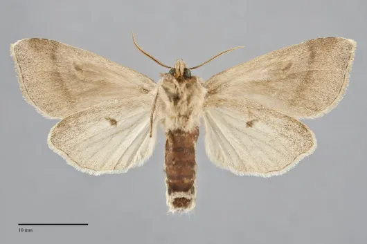 Bellura obliqua