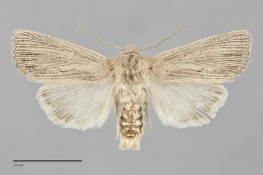 Benjaminiola colorada
