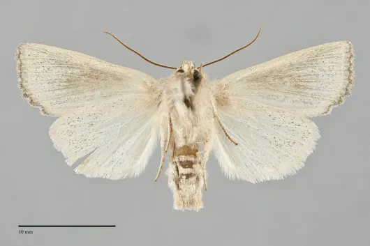 Benjaminiola colorada