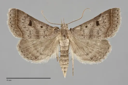 Bleptina caradrinalis