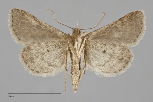 Bleptina caradrinalis