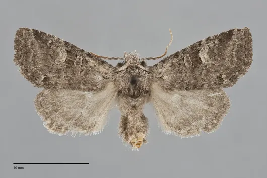 Brachylomia algens