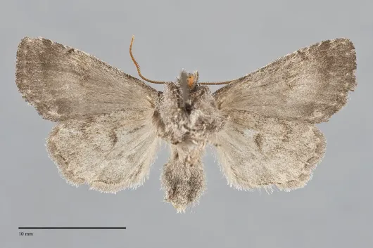 Brachylomia algens