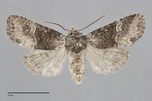 Brachylomia discinigra