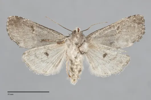 Brachylomia discinigra