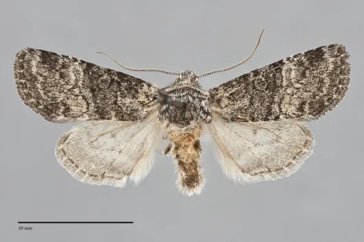 Brachylomia discolor