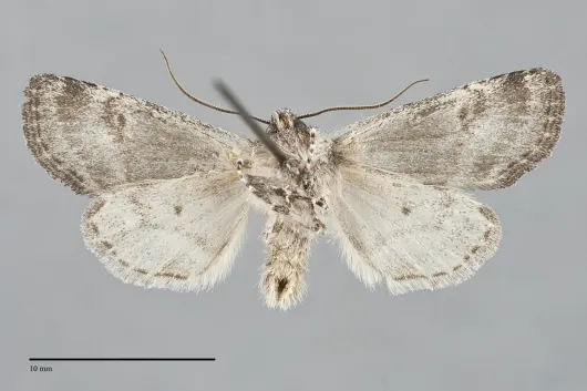 Brachylomia discolor