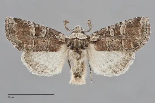 Brachylomia elda