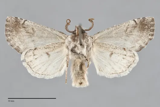 Brachylomia elda