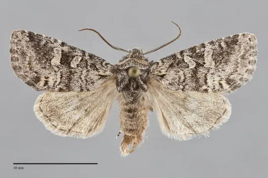 Brachylomia obscurifascia