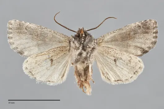 Brachylomia obscurifascia