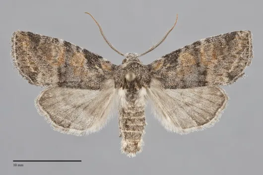 Brachylomia populi