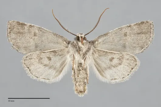 Brachylomia populi