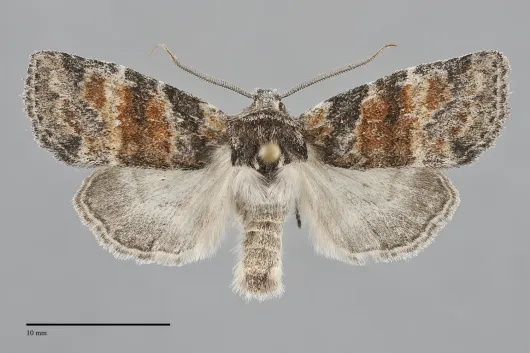 Brachylomia populi
