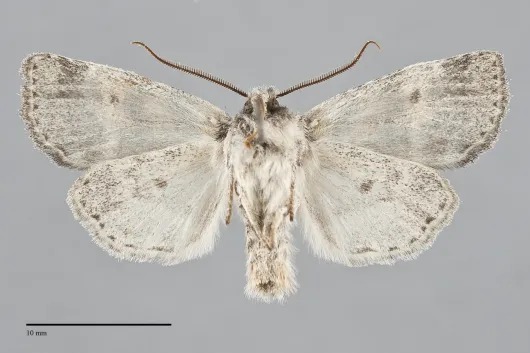 Brachylomia populi